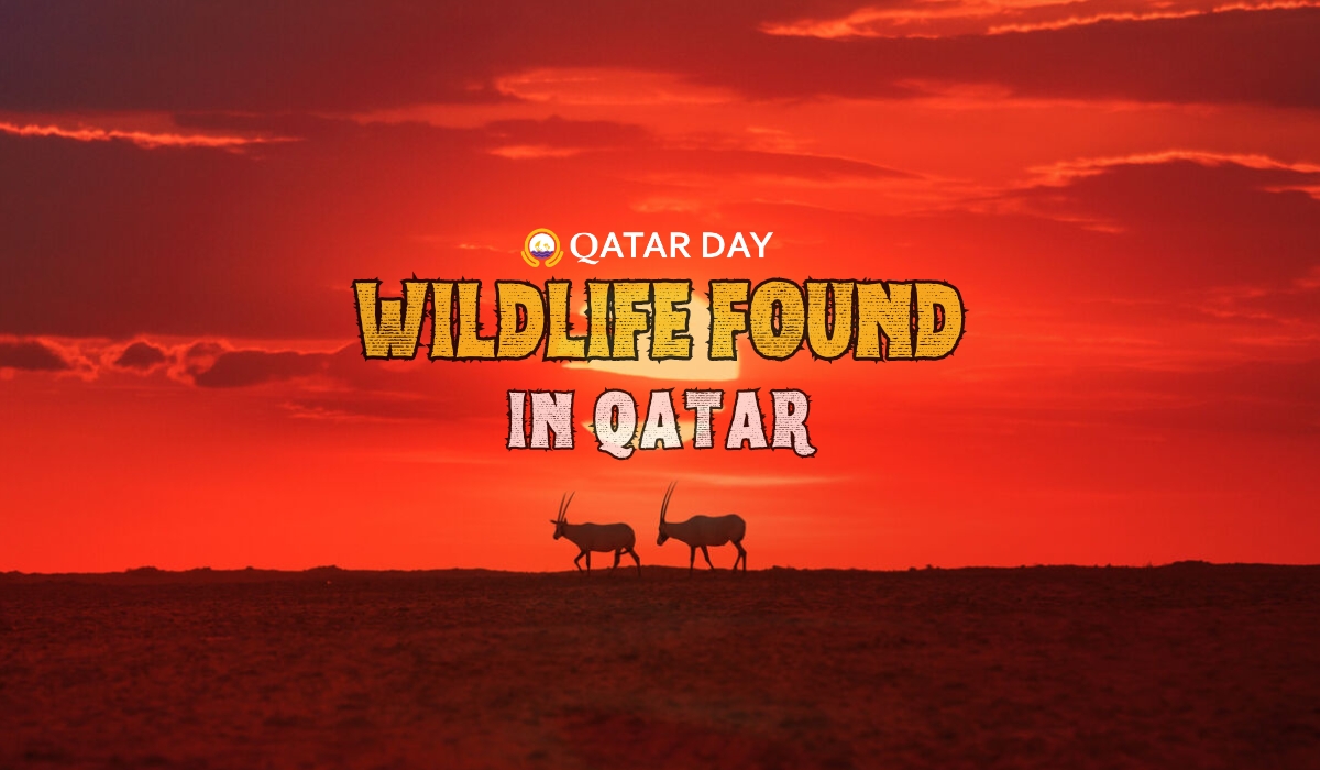 Wildlife Found in Qatar